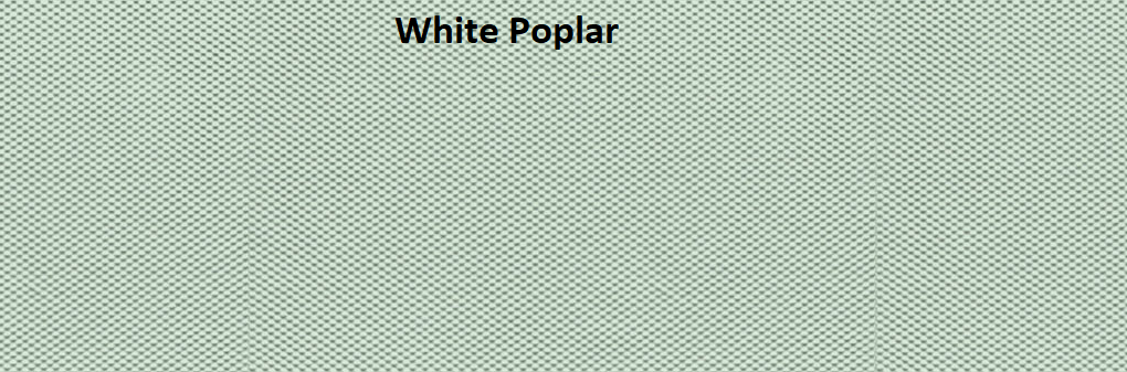 White Poplar