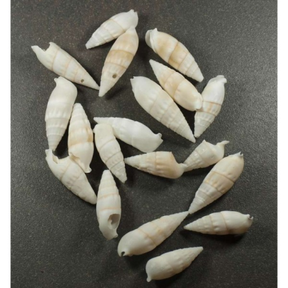 Coquillage n° 7 Cone Beige, par 100g